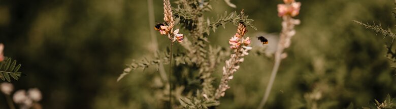 Bienen bestäuben Pflanze